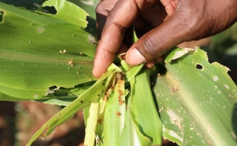FAO concerned as Fall Armyworm spreads to Asia